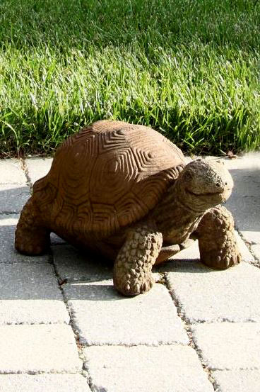 8" Medium Tortoise - Detailed Stain