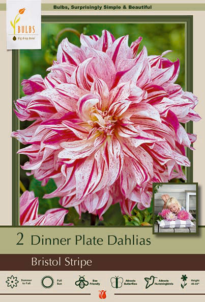 Dinner Plate Dahlia, Bristol Stripe Bulbs