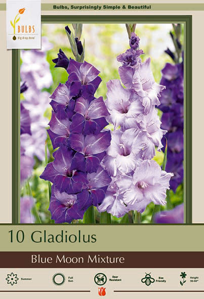 Gladiolus, Blue Moon Mixture Bulbs 
