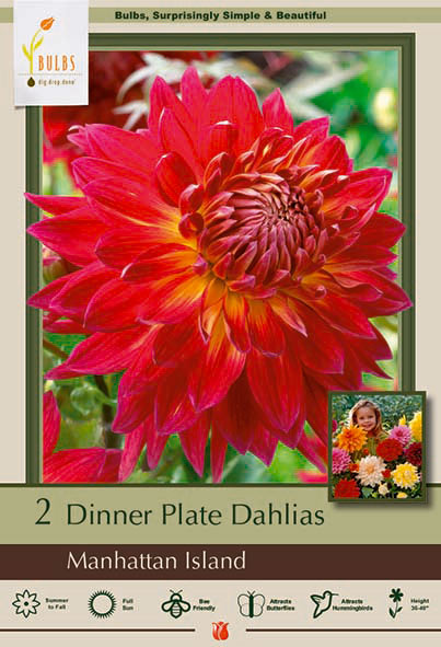 Dinner Plate Dahlia, Manhattan Island Bulbs