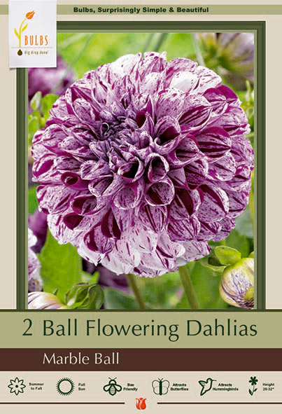 Ball Flowering Dahlia, Marble Blue Bulb
