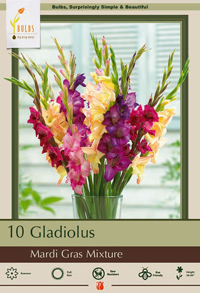 Gladiolus, Marti Gras Mixture Bulbs