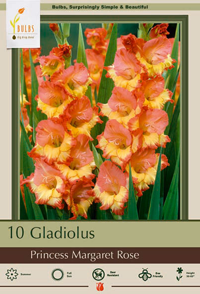 Gladiolus, Princess Margaret Rose Bulbs
