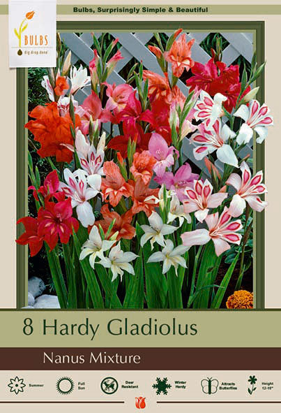 Hardy Gladiolus, Nanus Mixture Bulbs