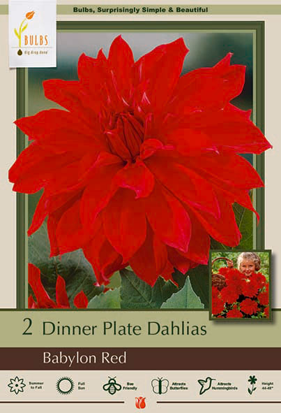 Dinner Plate Dahlia, Babylon Red Bulbs