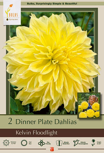 Dinner Plate Dahlia, Kelvin Floodlight Bulbs