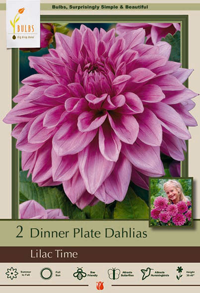 Dinner Plate Dahlia, Lilac Time Bulbs