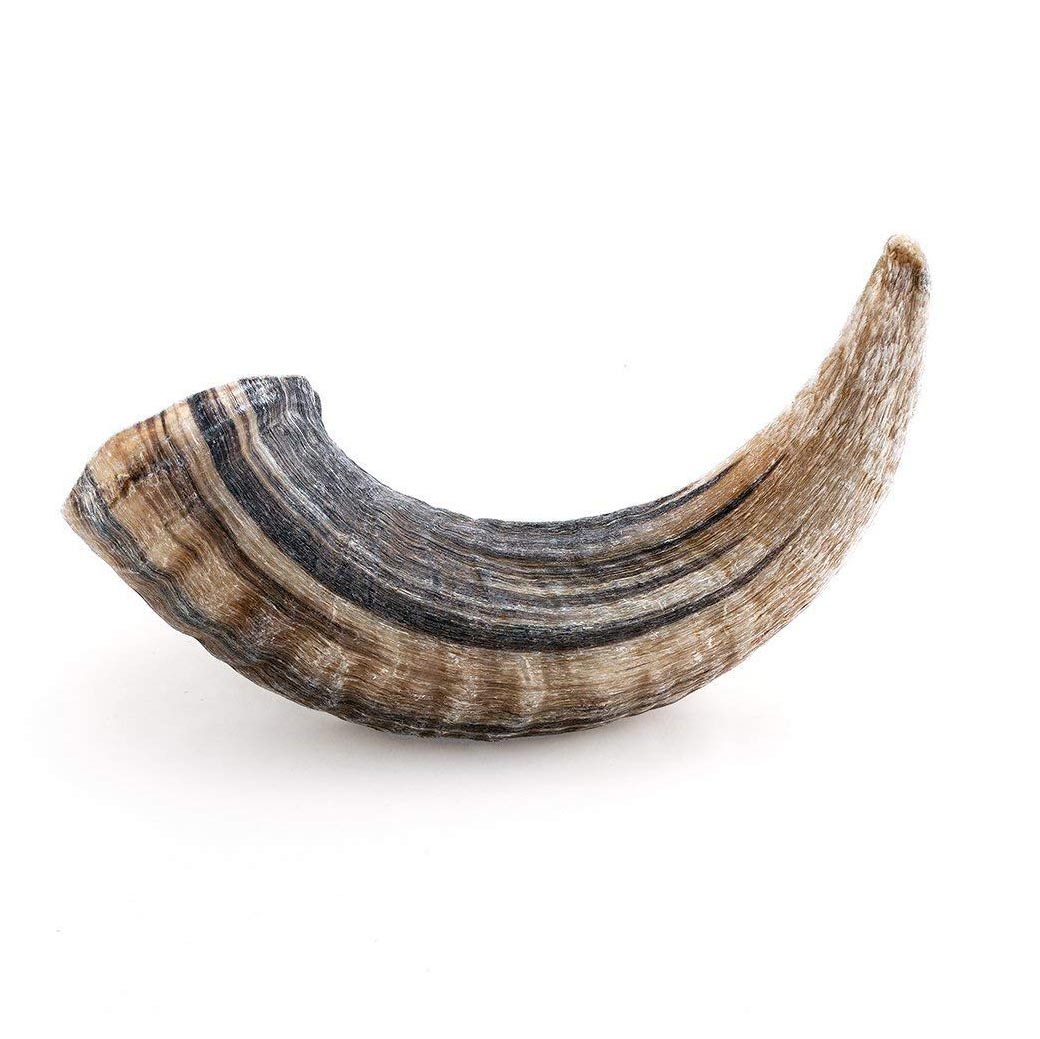 Icelandic+ Lamb Horn, Large