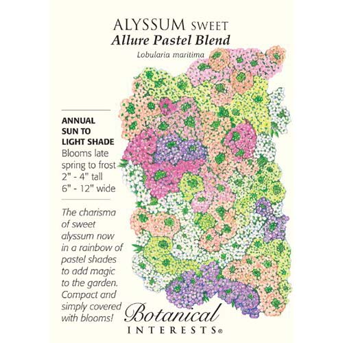 Sweet Alyssum-Pastel Seeds