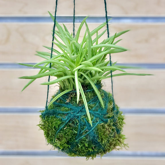 Kokedama Housplant Workshop